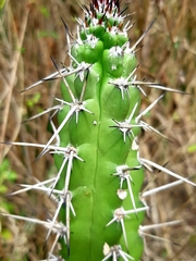 Praecereus euchlorus
