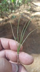 Pinus pseudostrobus apulcensis