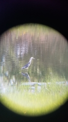 Egretta caerulea × thula