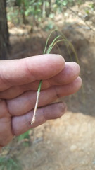 Pinus pseudostrobus apulcensis