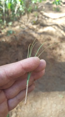 Pinus pseudostrobus apulcensis