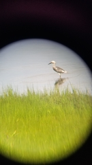 Egretta caerulea × thula