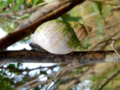 Porphyrobaphe iostoma