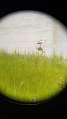 Egretta caerulea × thula