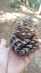 Pinus pseudostrobus apulcensis