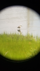 Egretta caerulea × thula