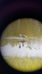 Egretta caerulea × thula