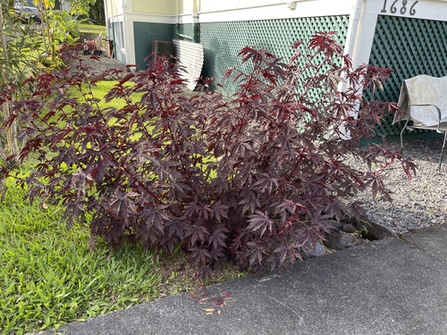 cranberry hibiscus