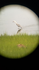 Egretta caerulea × thula