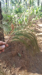 Pinus pseudostrobus apulcensis