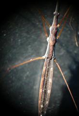 Hydrometra stagnorum