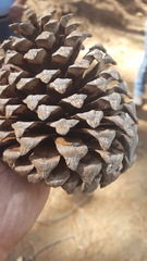 Pinus pseudostrobus apulcensis