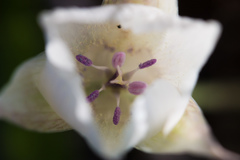 Calochortus umbellatus