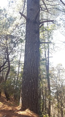Pinus pseudostrobus apulcensis