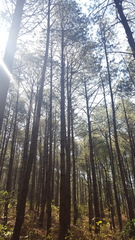 Pinus pseudostrobus apulcensis