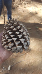 Pinus pseudostrobus apulcensis