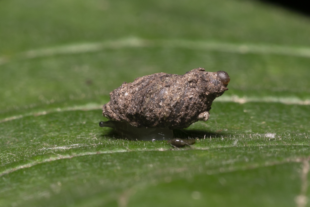 Small Amber Snail
