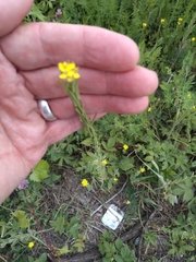 Erysimum hieraciifolium