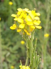 Erysimum hieraciifolium