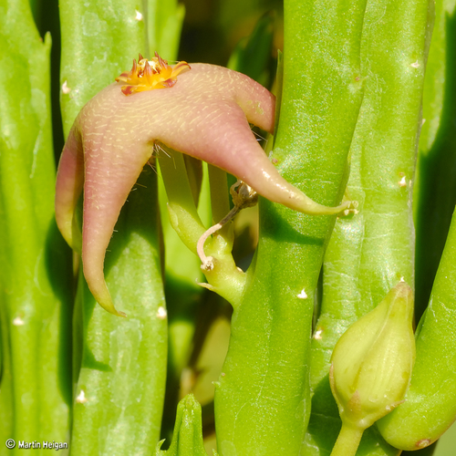 Stapelia divaricata