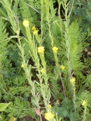 Erysimum hieraciifolium