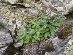 Scrophularia aestivalis