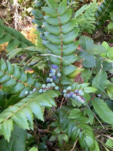 Mahonia nervosa