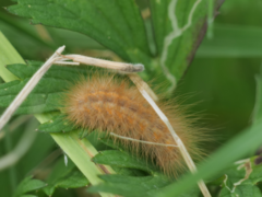 Spilosoma lutea