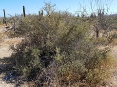 Atamisquea emarginata