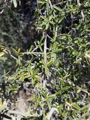 Atamisquea emarginata