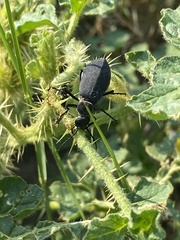 Epicauta segmenta