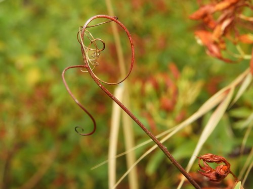 Vicia aphylla image