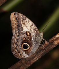 Caligo telamonius memnon