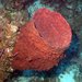 Giant Barrel Sponge - Photo (c) NOAA Photo Library, some rights reserved (CC BY)