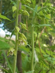 Epipactis bugacensis