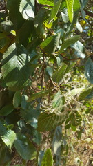 Cercocarpus macrophyllus