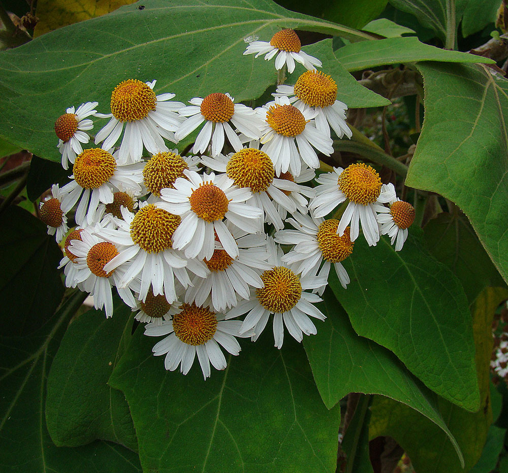 Podachaenium