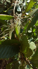 Cercocarpus macrophyllus