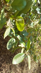 Cercocarpus macrophyllus