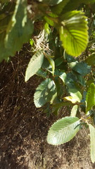 Cercocarpus macrophyllus