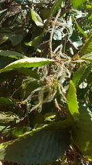 Cercocarpus macrophyllus