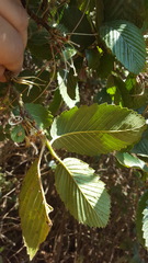 Cercocarpus macrophyllus
