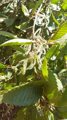 Cercocarpus macrophyllus