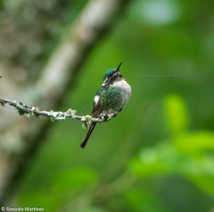 Microstilbon burmeisteri