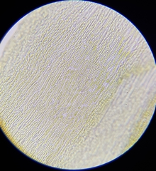 Warnstorfia fluitans