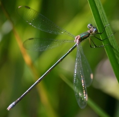 Lestes vigilax