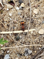 Dasymutilla canella