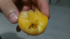 Pterygota