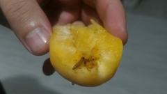 Pterygota