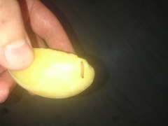 Pterygota